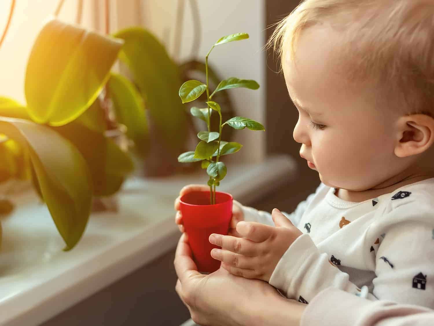 Ein Kleinkind hält Topfpflanze in der Hand
